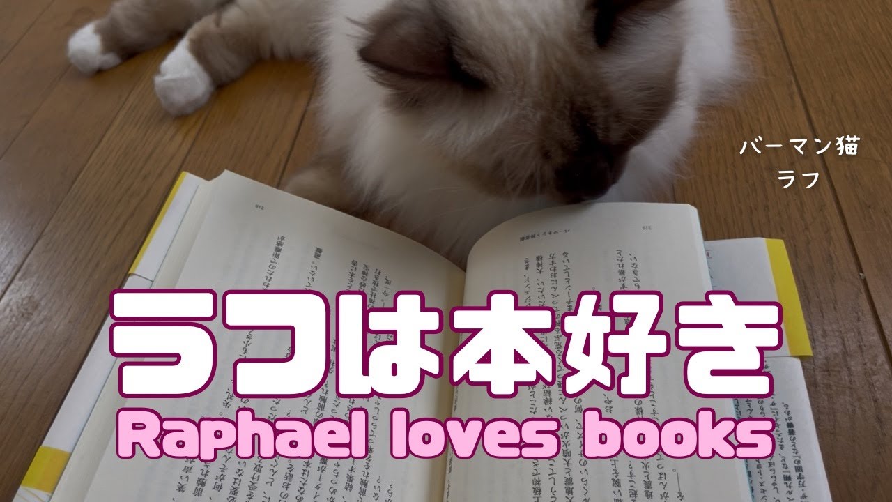 バーマン猫ラフ【ラフは本好き】Raphael loves books（バーマン猫）Birman/Cat