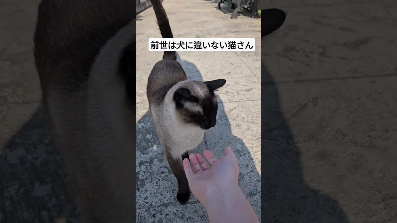 猫の全力疾走がこちら。 #シャム猫ひおろ #cat