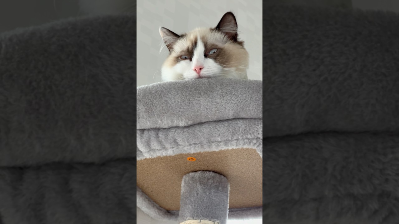 怖い猫#ラグドール  #猫  #cat
