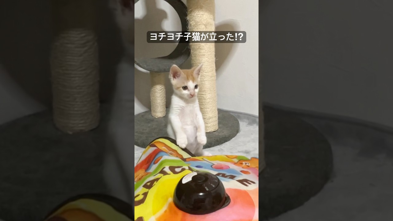 ヨチヨチ子猫、ついに立つ！   #cat #kitten #猫 #子猫 #ねこ #こねこ #保護猫  #cute  #猫のいる暮らし #shorts