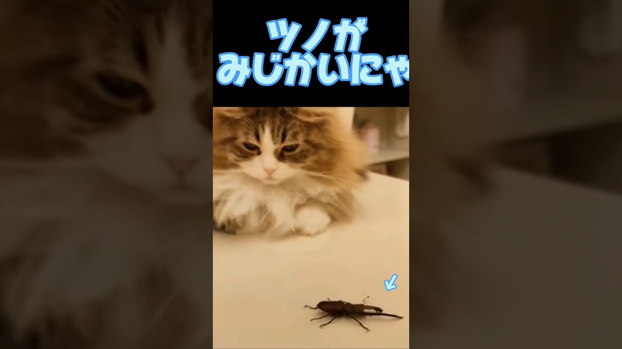 ツノが短いクワガタと猫#short#shorts#猫#ネコ#ラガマフィン#cat#ragamuffin#live#live配信#ライブ