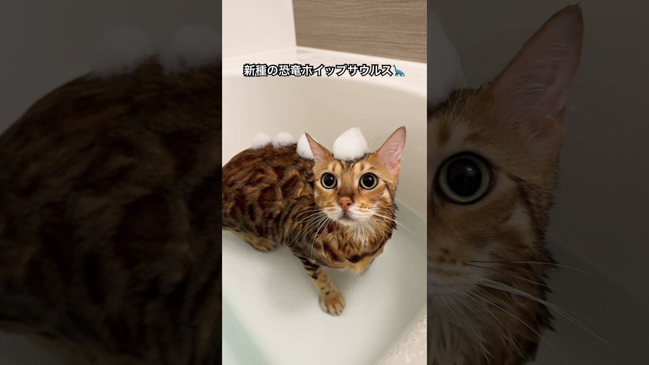 新種の恐竜を発見🦕 #cats #cat #猫 #ベンガル猫 #cute