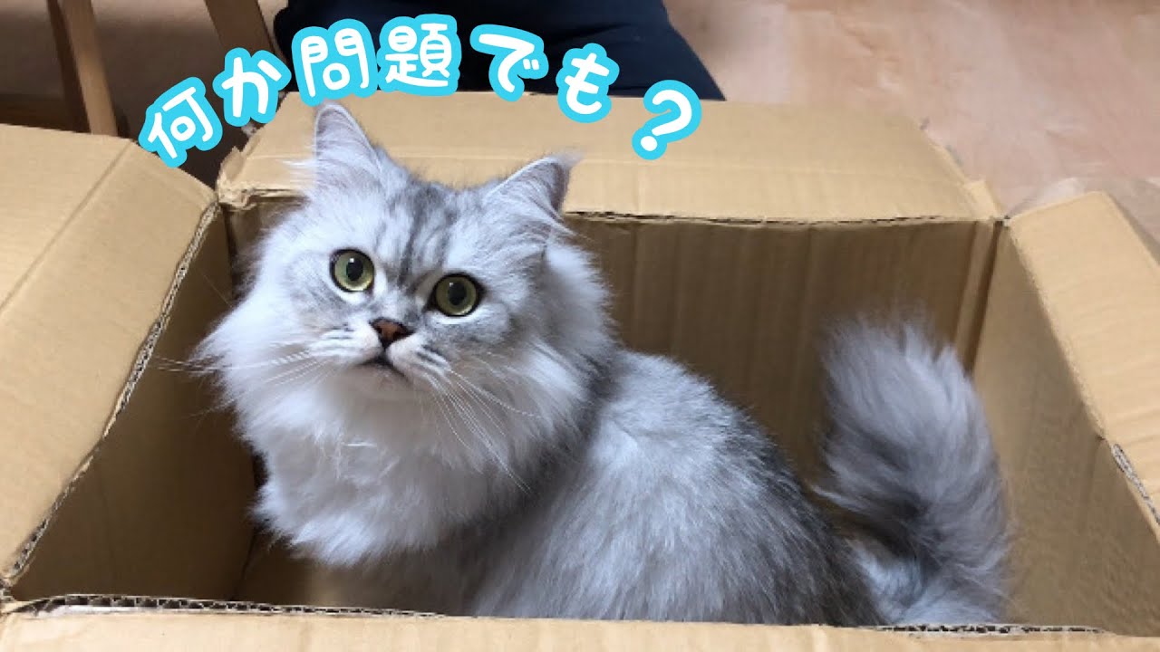【マンチカン】もふもふ猫と一緒に購入品紹介するとこうなる【ミヌエット】【Introducing purchased items with a cat】
