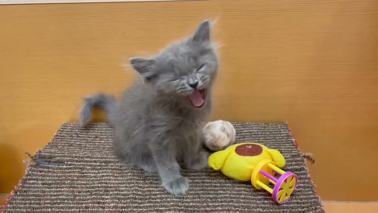 セルカークレックス