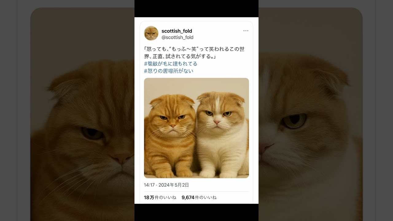 猫がTwitter（X）をしていたら【マンチカン スコティッシュフォールド】