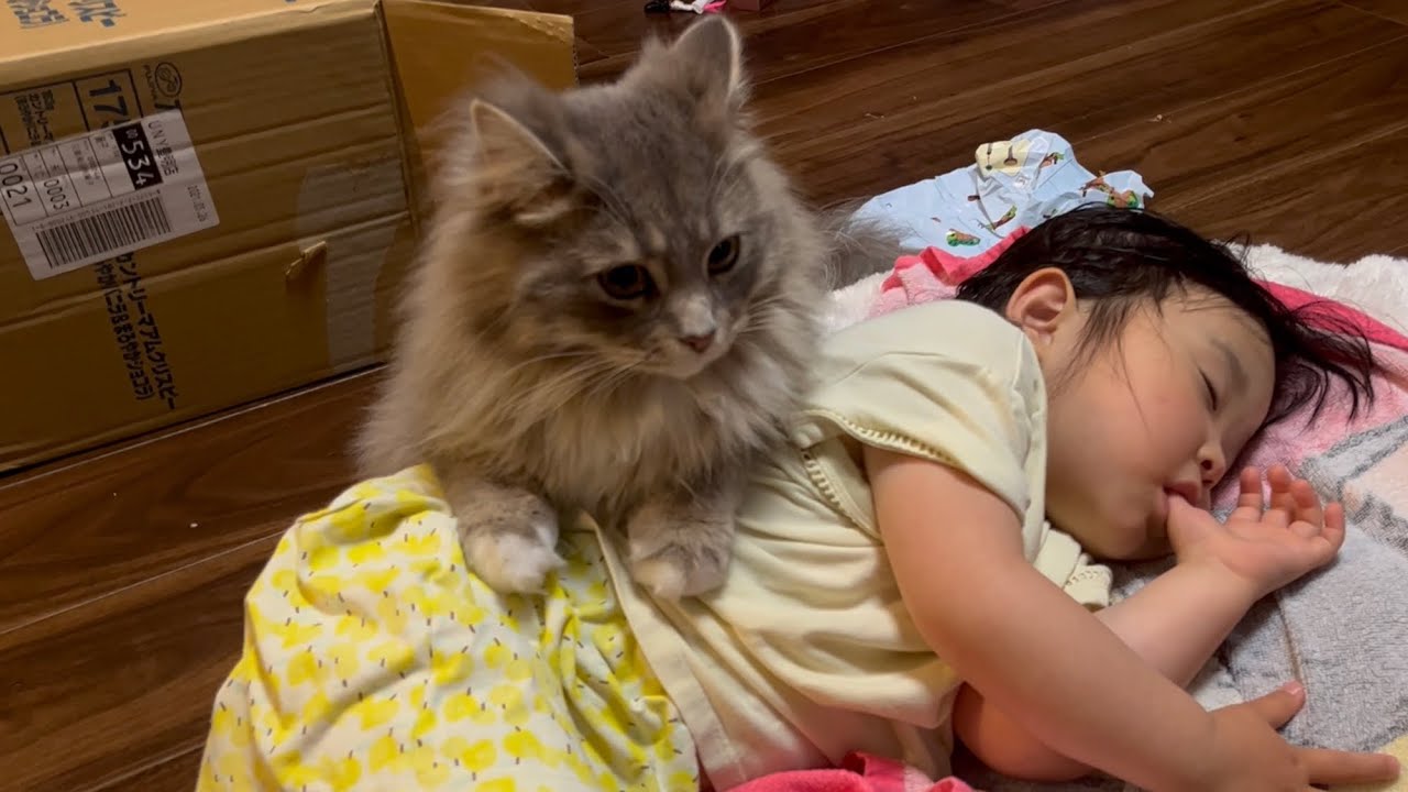 幼児をクッションがわりにする猫　サイベリアン