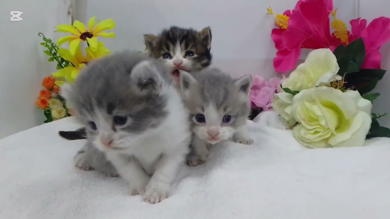 アメリカンカール/ペット子猫販売・宮城/石巻市/女川町