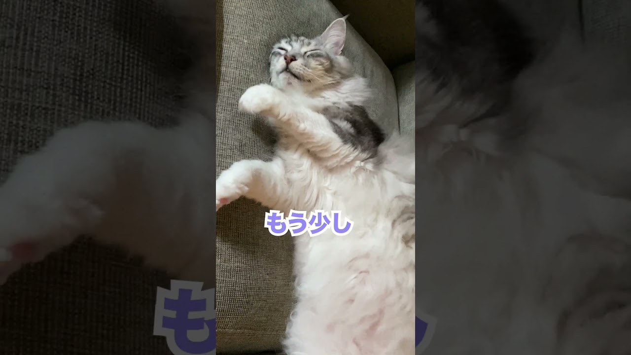 ソファーで悠々と寝る大型猫#メインクーン#shorts
