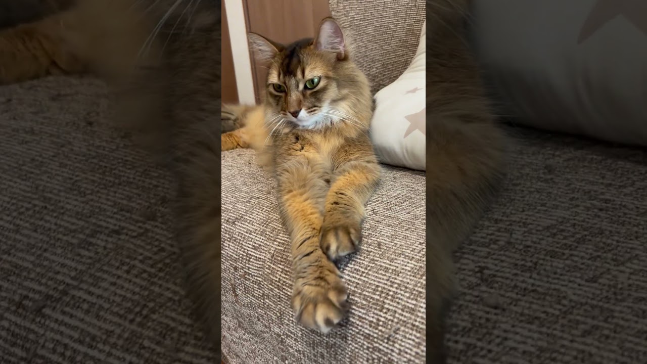 #cat #ソマリ #ねこのいる暮らし