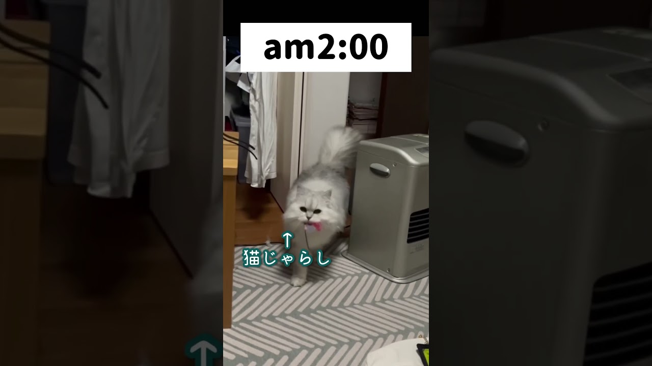 寂しくなって部屋に入ってきた。。。#ペルシャ#チンチラ#猫#ねこ #猫のいる暮らし #癒し #いやし#cat  #ふわふわ
