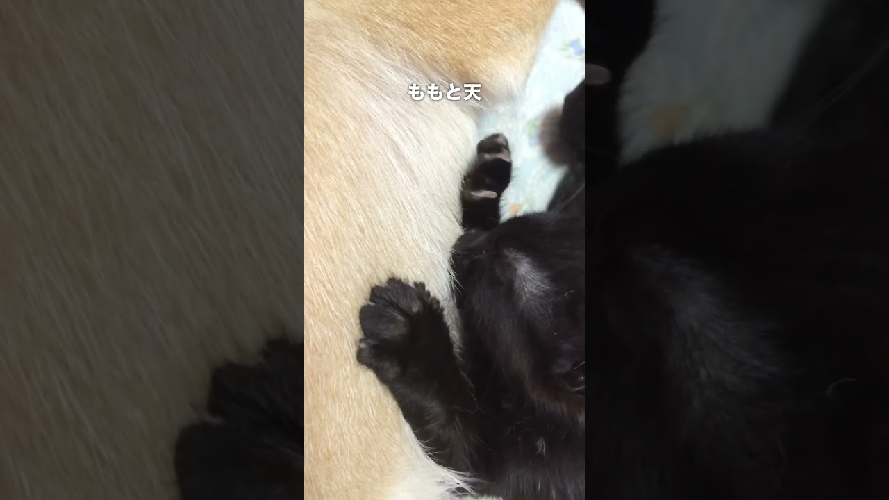 子猫にお乳をねだられる柴犬　Shiba Inu Nurses a Kitten