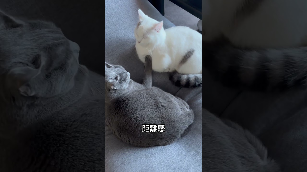 ロシアンブルー|これぐらいの距離感で|Russian Blue cat]