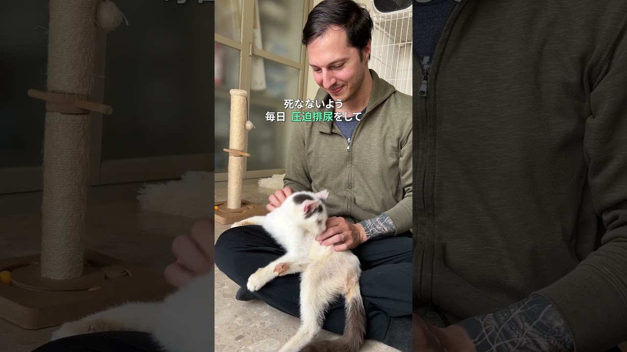 殺処分から救われた猫