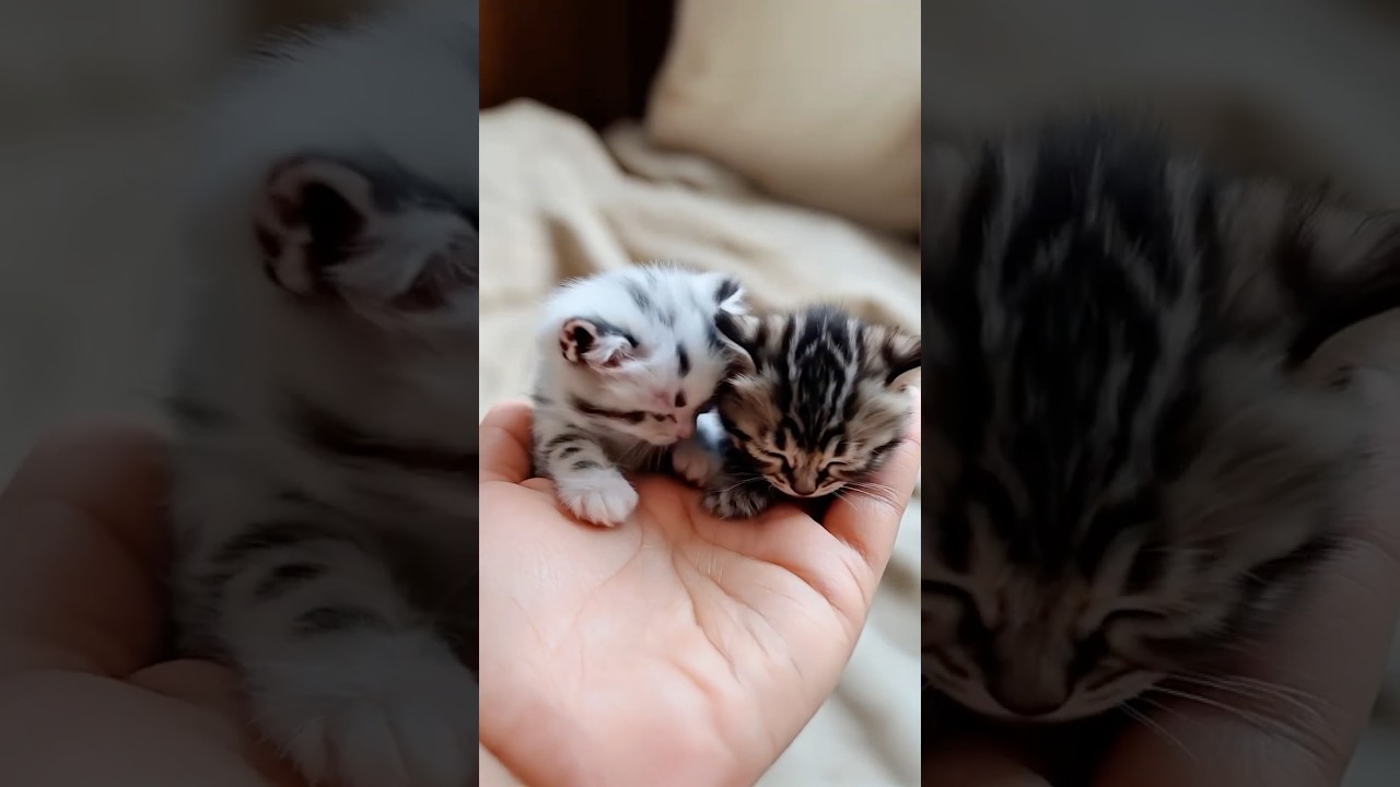 قطة مقلدة تغفو 🐾 A copycat cat falls asleep