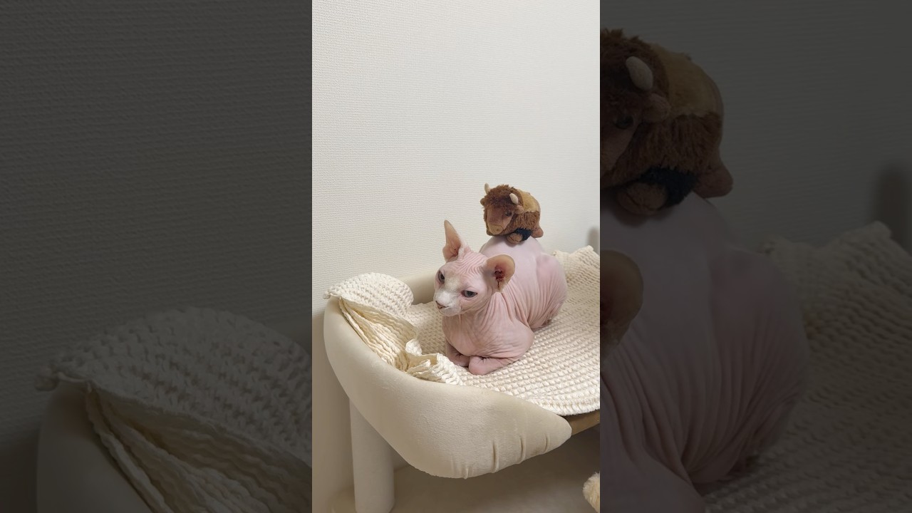 らくださんみたいな毛のない猫【スフィンクス】