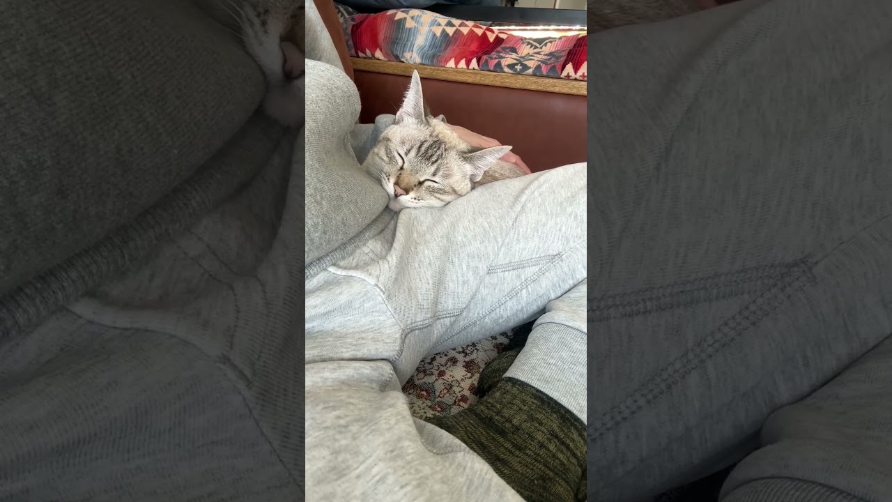 ご満悦いただけたようです　#シャムトラ #元保護猫 #シャムミックス  #cat #猫耳 #kitten  #猫耳 #siamesemix