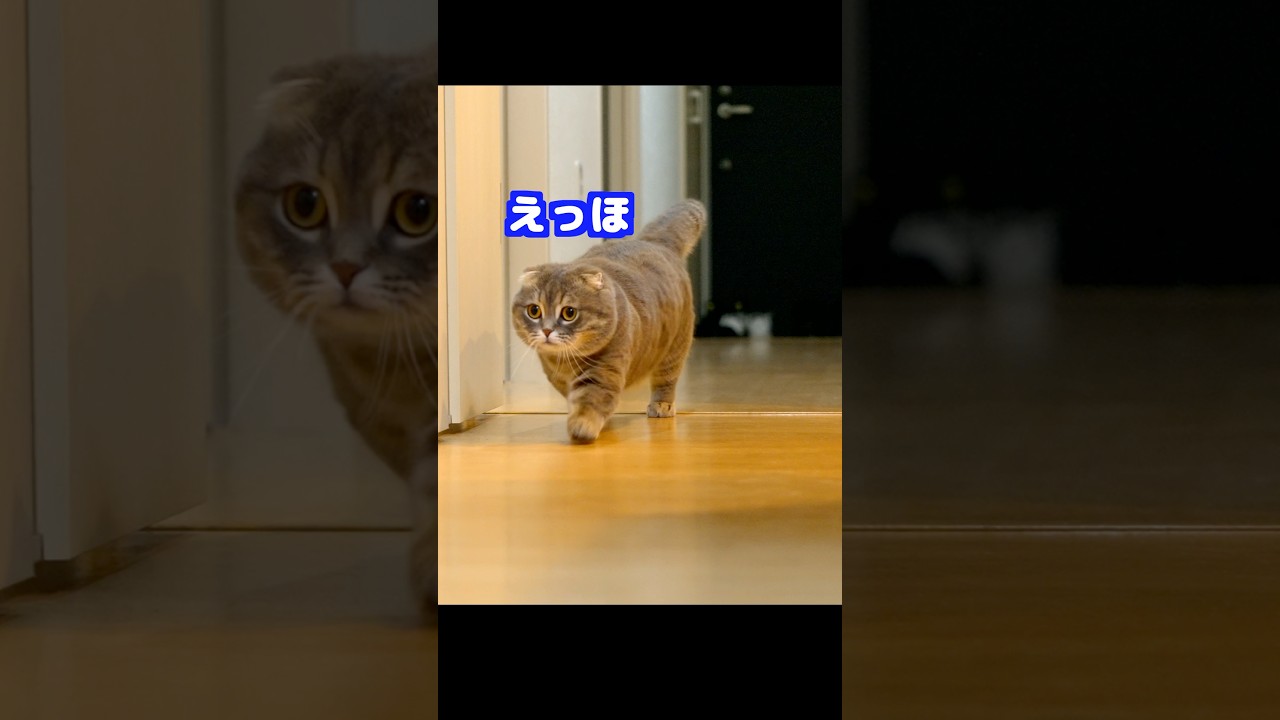エッホエッホする猫　#マンチカン