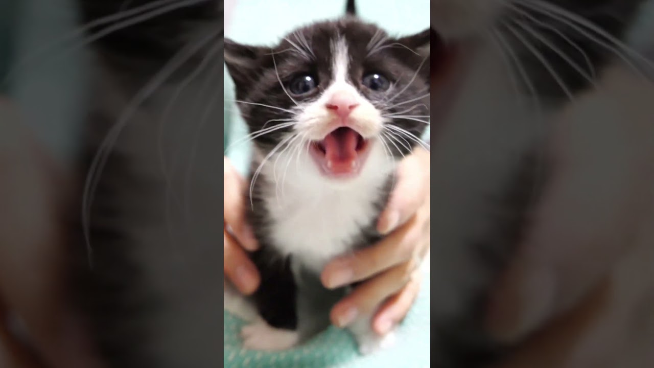 モキュモキュとカワイイ鳴き声でミルクをおねだりした子猫が穏やかな表情に！？ #kitten #子ネコ #cat #gatto  #meow  #asmr