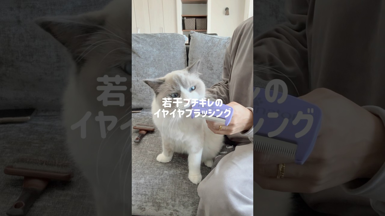 猫のイヤイヤ期🐱 #ラグドール #ブルーポイントバイカラー#ラガマフィン #子猫 #猫 #猫のいる暮らし#猫のいる生活