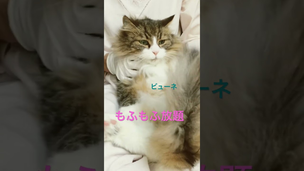 もふもふ🐈#shorts #ノルウェージャンフォレストキャット #cat #猫 #猫のいる暮らし #pets