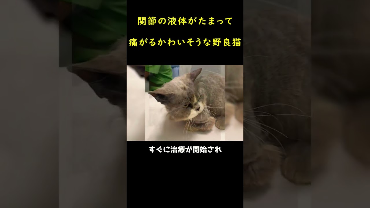 痛みを耐えながら歩き続けた猫