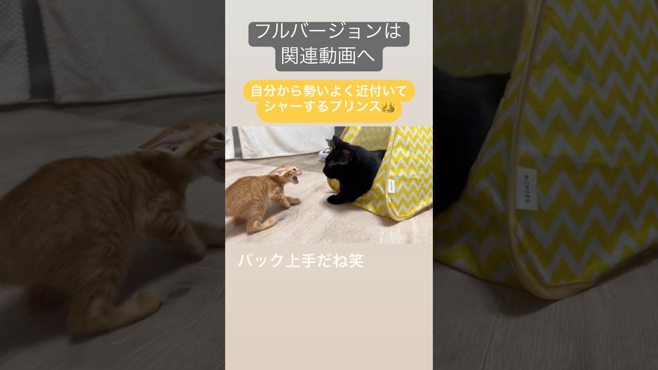 先住猫に挨拶に行く子猫たち フルバージョンは関連動画へ　#保護猫 #kitten #子猫