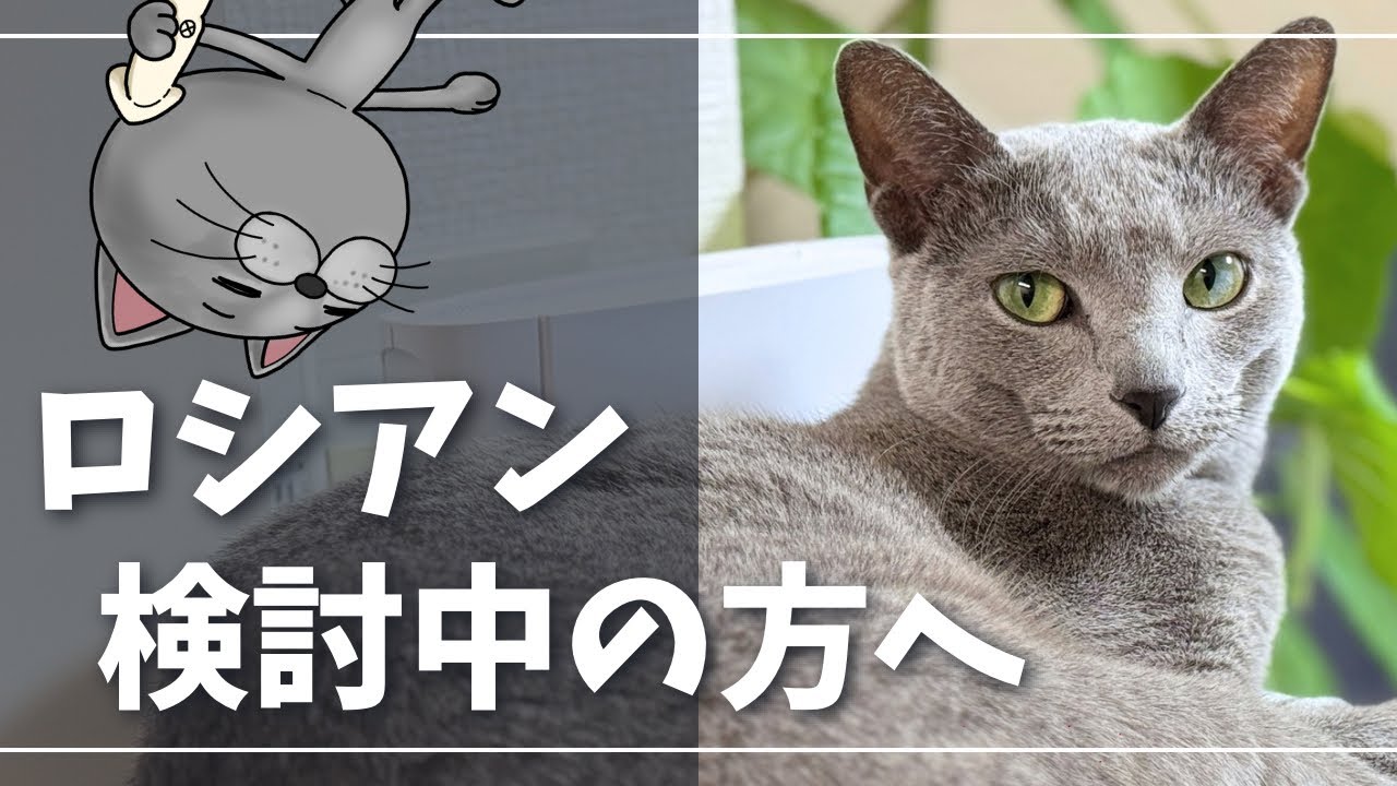 ロシアンブルーが可愛すぎるｗ猫種選びロシアン一択だった理由はコレ