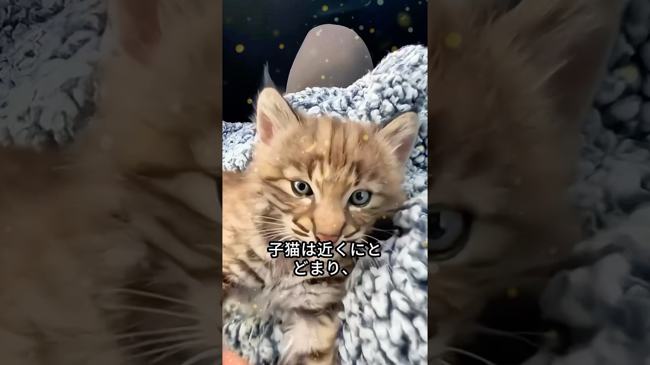 煙突に子猫がいるのを見つけた家族