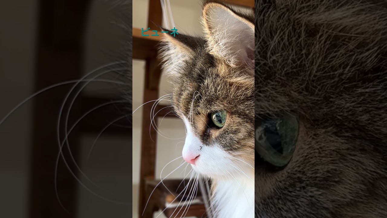 横顔も可愛いノルウェージャン#shorts #ノルウェージャンフォレストキャット #cats #猫のいる暮らし #pets #猫