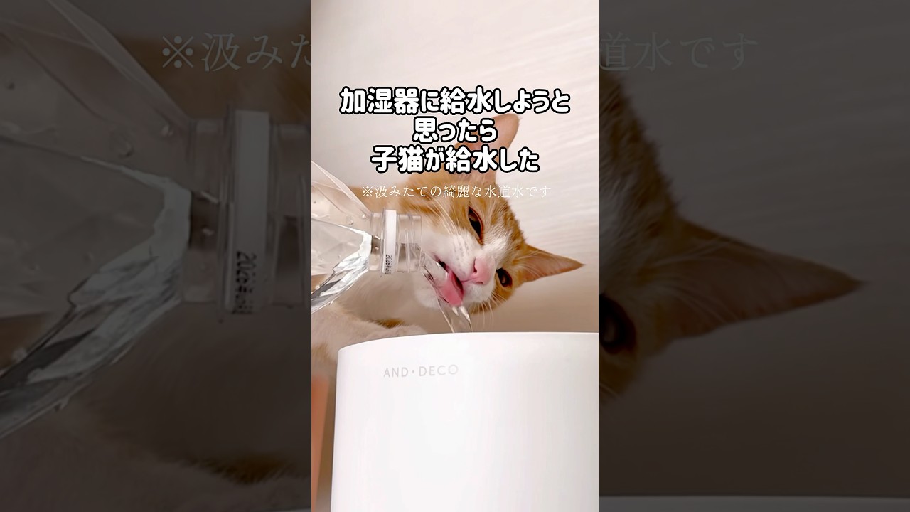 加湿器に給水しようと思ったら子猫が給水した！#ねこ #猫 #子猫 #茶白猫 #保護猫 #茶トラ白 #cutecat #Kitty #cat #猫好きさんと繋がりたい