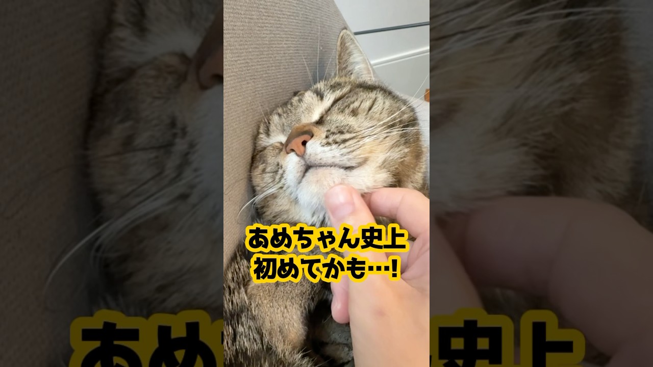 凶暴猫がこんなに穏やかな表情に…！？ #保護猫 #猫のいる暮らし #cat #shorts