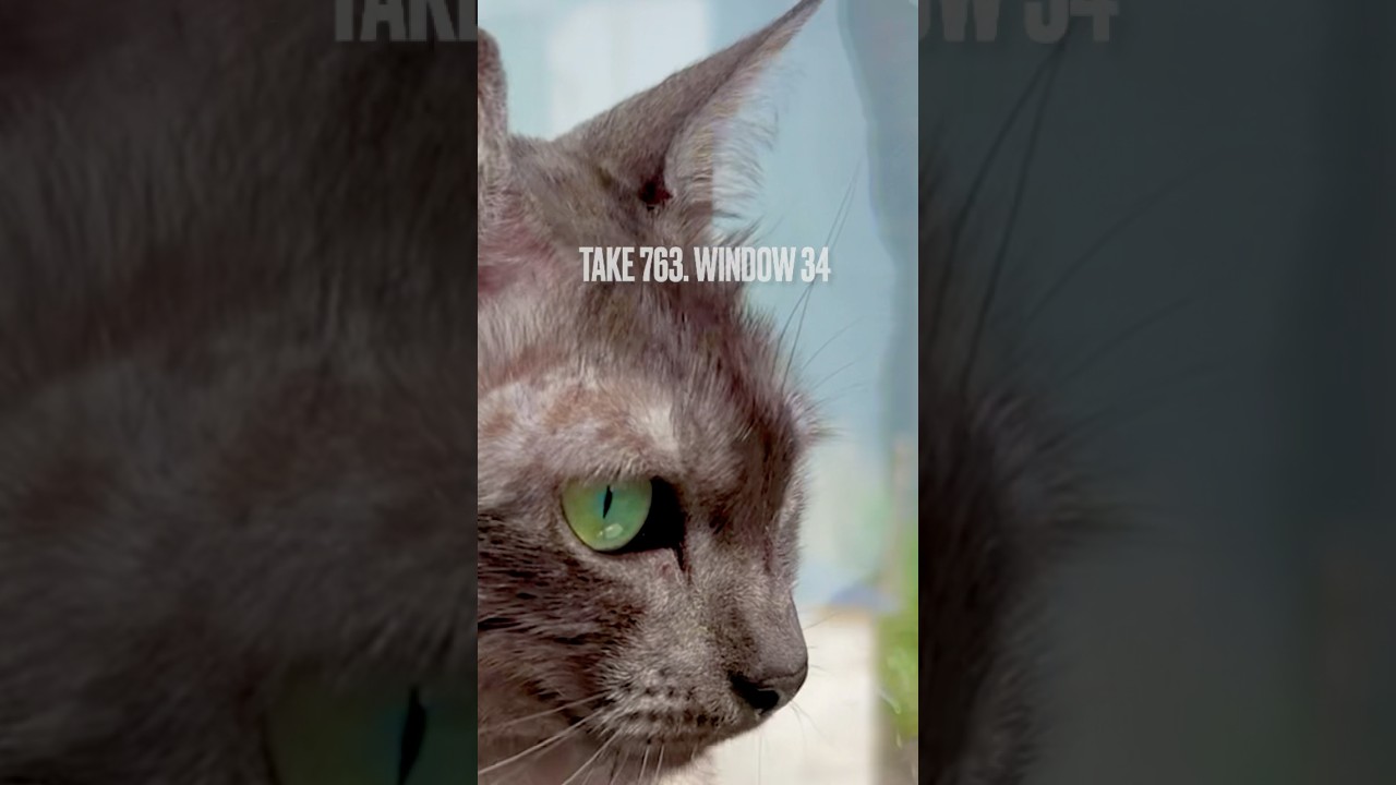 まだ眠いけど、雀ちゃんたちが騒いでいるから #にゃるそっく にゃ❗️#窓辺の猫 #猫あくび #egyptianmaucat #エジプシャンマウ #エジプシャンマウの仲間たち #shorts