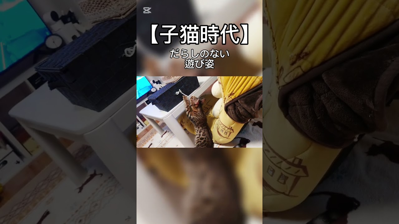 【子猫時代】だらしのない遊び姿 #猫 #子猫 #猫動画 #猫のいる暮らし #ベンガル #cat #fyp  #shorts #short
