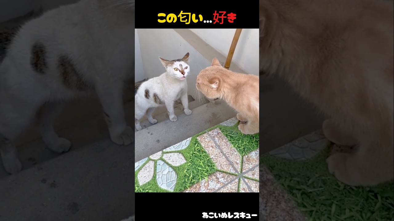 この出会い、きっと猫たちの恋のはじまり