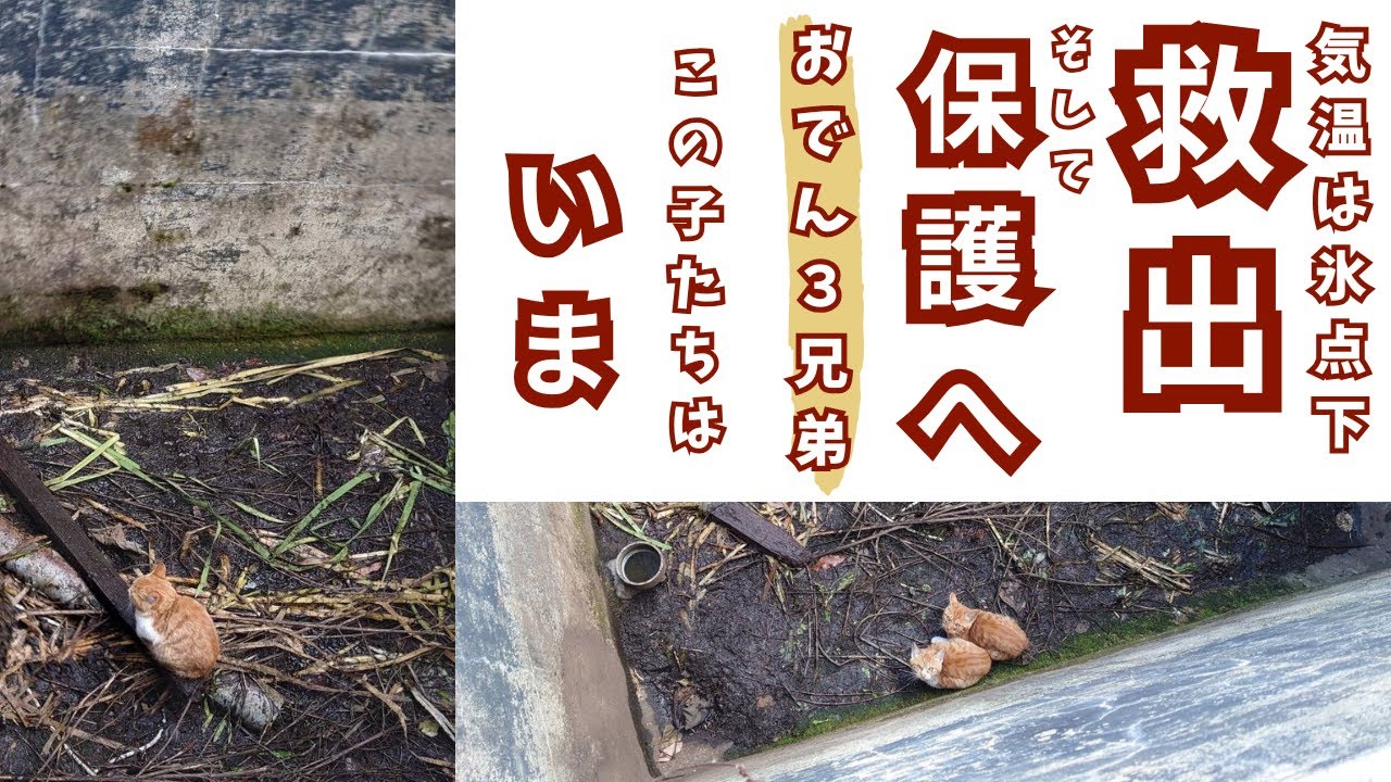 遺棄？！凍えていた子猫を保護＆現在の姿！！