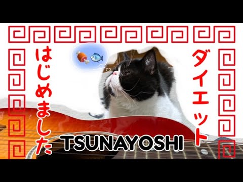 つなよし君、宣言します！　#エキゾチックショートヘア  #猫  #ダイエット