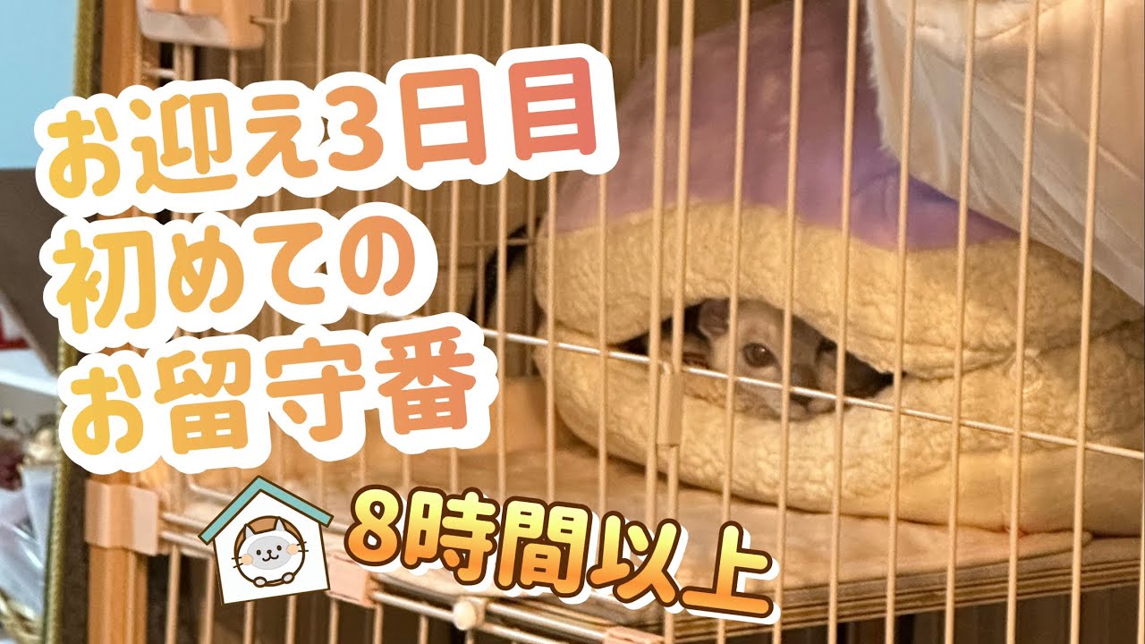 【トンキニーズ】お迎え3日目 初めてのお留守番 8時間以上