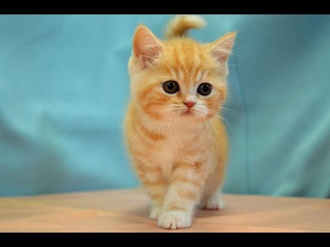 スコティッシュフォールド　No.250418　ペットショップ『ヒラマツケンネル』の子猫