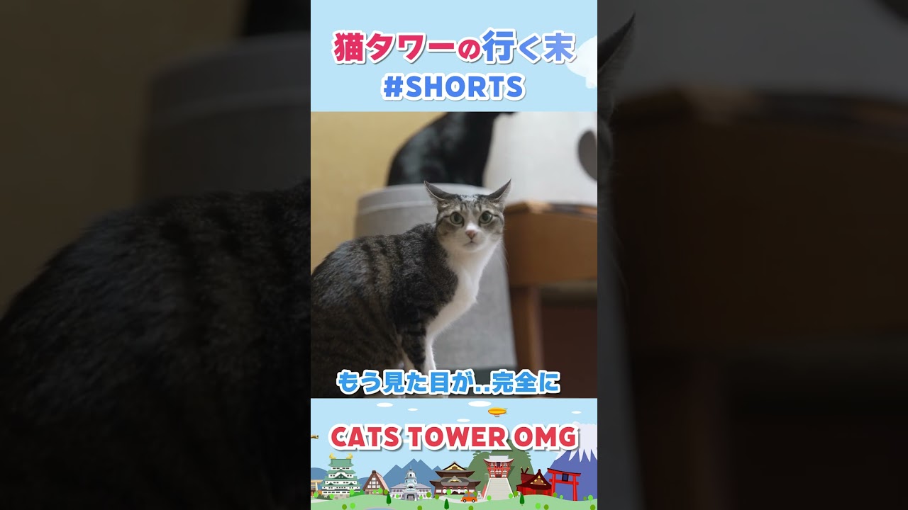 猫タワーの行く末 #shorts