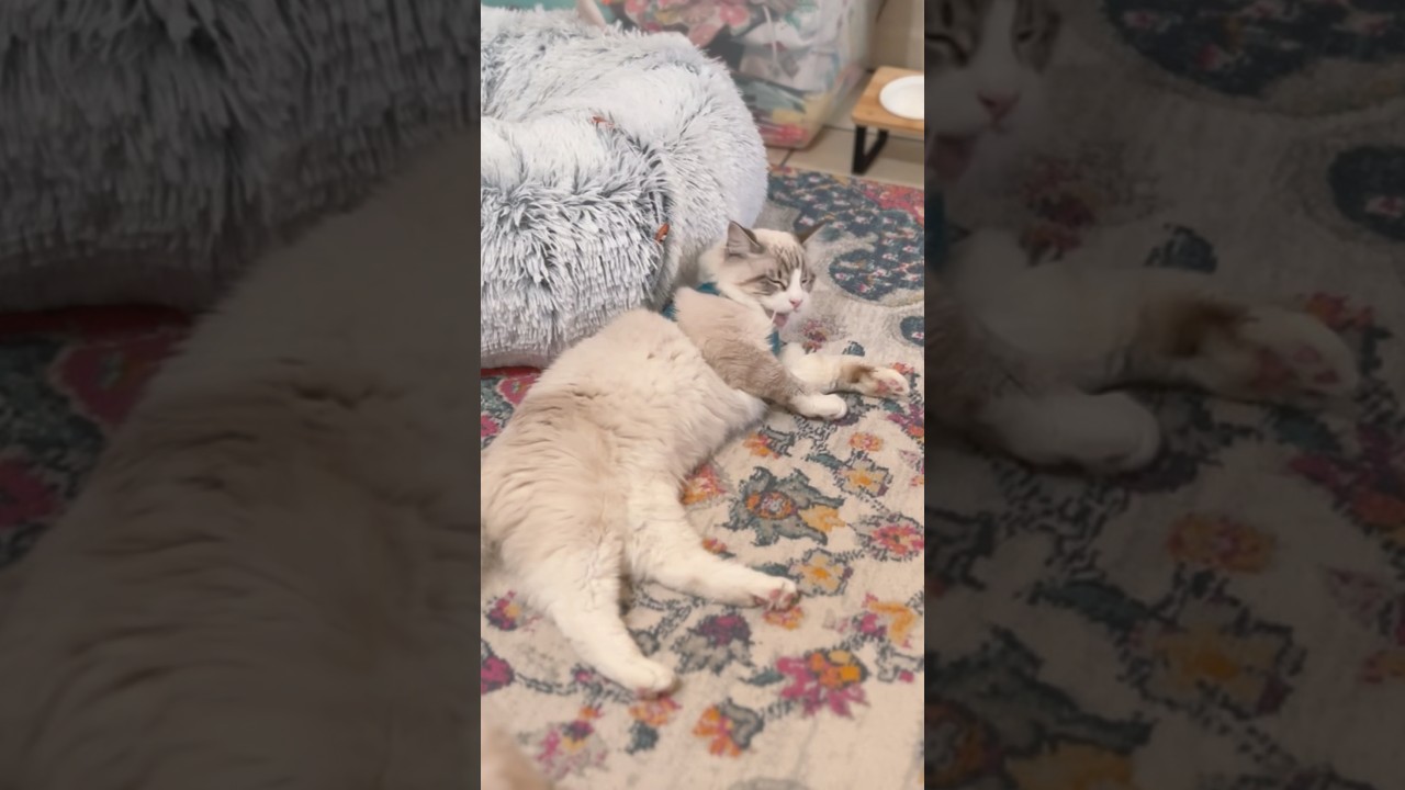 子猫の初ハーネス【イケメンのコハク様😸✨】 #shorts #ラグドール #猫