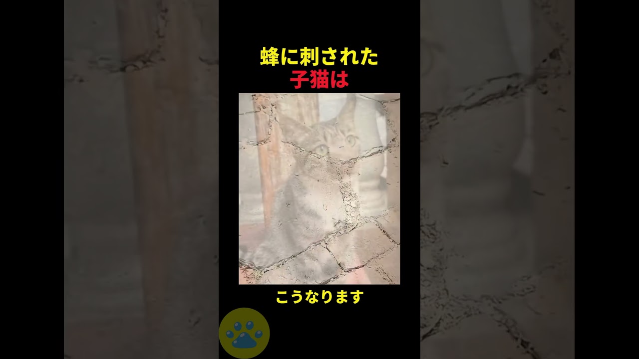 蜂に刺された子猫🤫暴露します🔥
