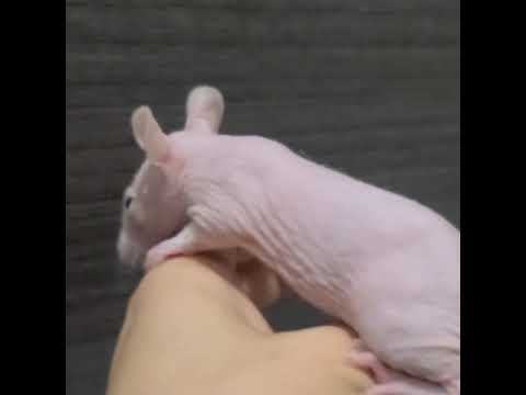 【販売中】#ファンシーラット　#ヒマラヤン　#スキニー