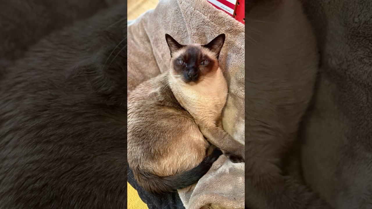 ぐっすり寝ているたぬき猫をチャンスとばかりにペロペロしまくるシンガプーラなのにゃ♪ #cat #シンガプーラ #トンキニーズ#たぬき猫#singapura#tonkinese