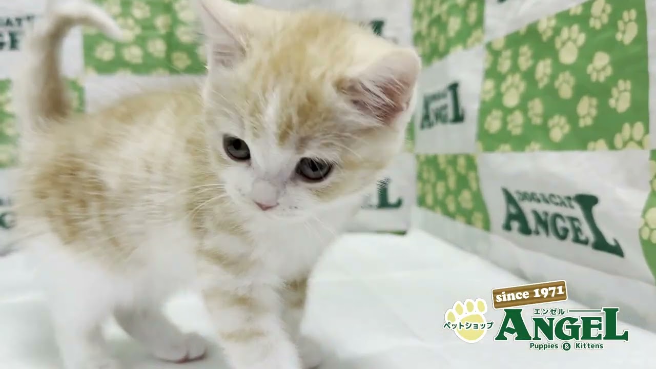 スコティッシュフォールド 2504114 【ペットショップエンゼル　子犬・子猫販売】