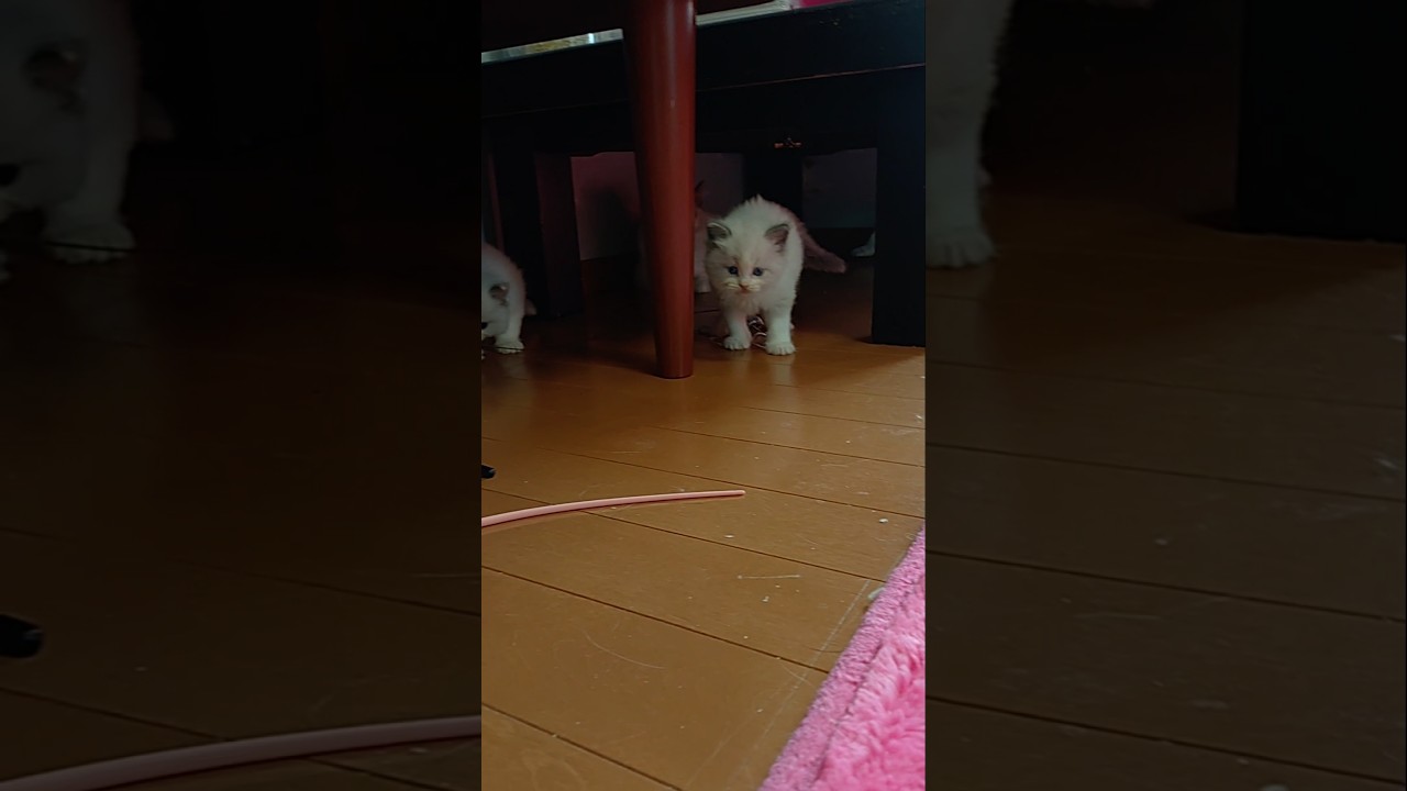 ＃ラグドール＃子猫＃たくさん