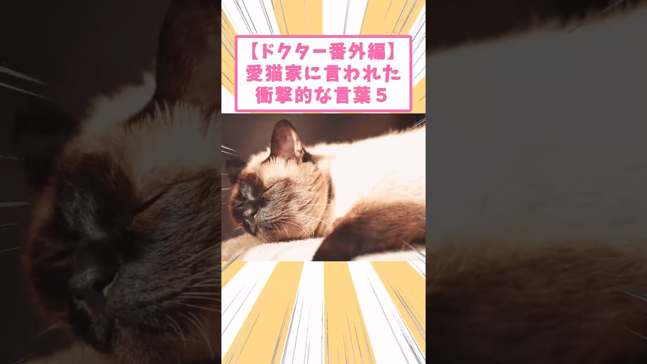 【ドクター番外編】愛猫家に言われた衝撃的な言葉5 #猫　#猫のいる暮らし　#猫動画　#ねこ　#可愛い　#ペット　#かわいい　#2ch