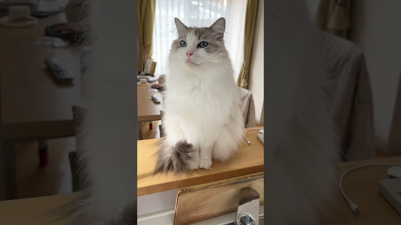 静かに圧をかけてくる猫#ラグドール #ねこのいる生活 #ねこ