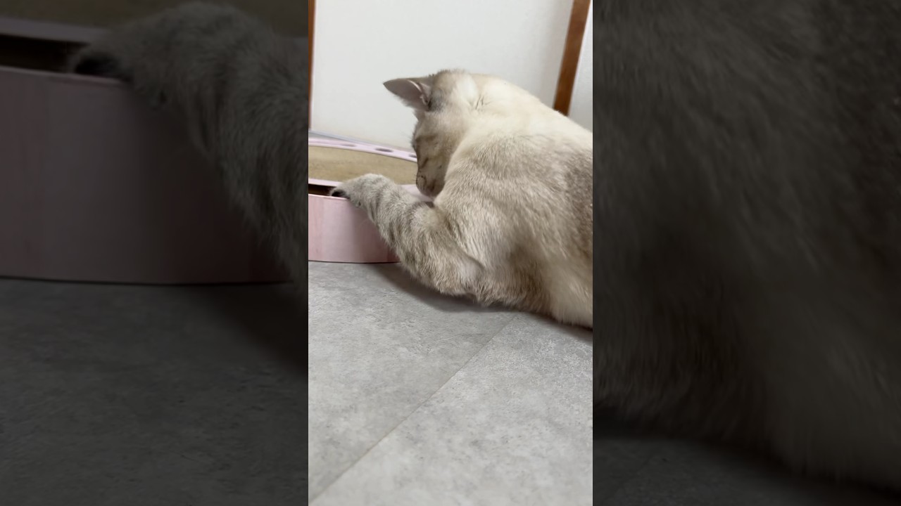 朝から猫壱で遊ぶ猫さん　#シャムトラ #元保護猫 #シャムミックス  #cat #猫耳 #kitten  #猫耳 #siamesemix