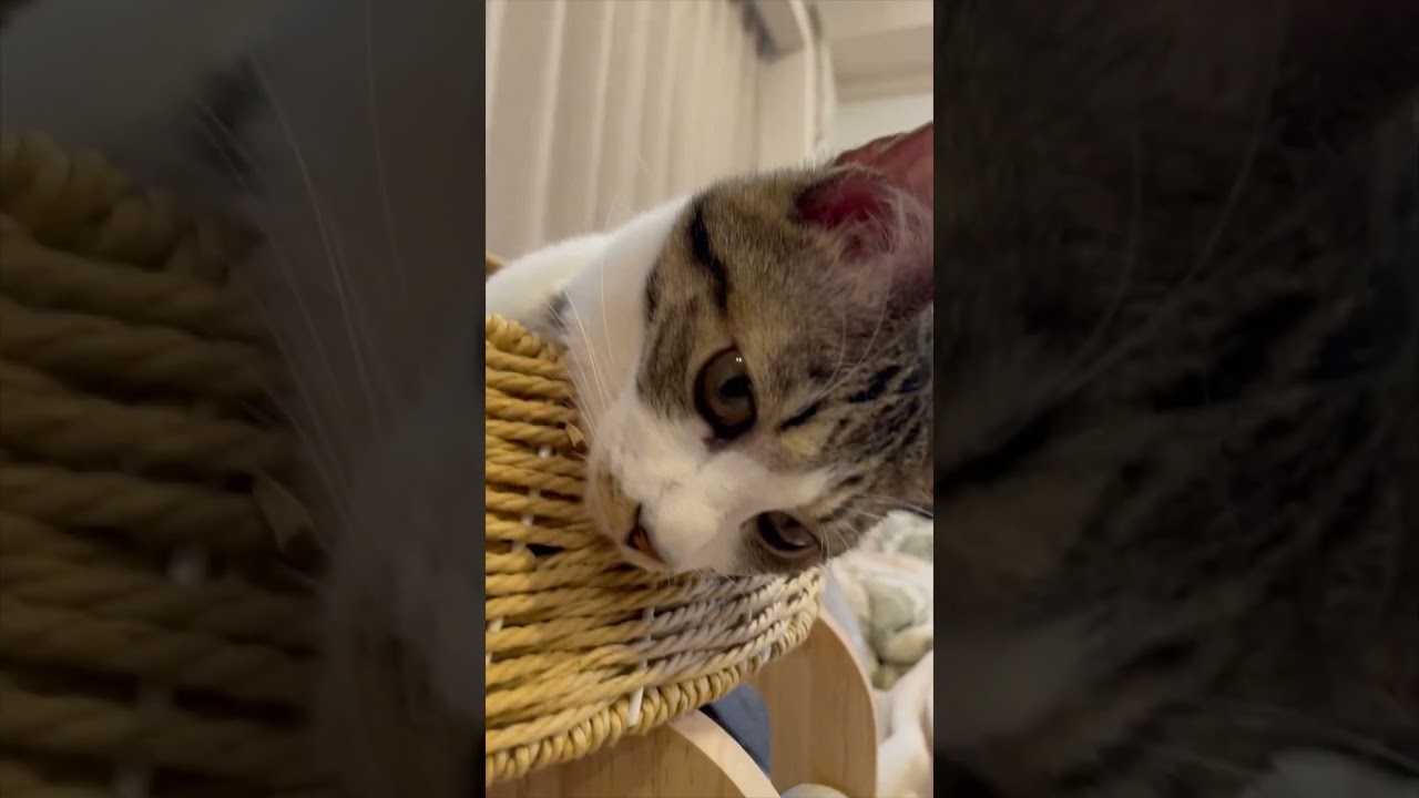 寛ぎっぷりがいいうちの子猫 #shorts #猫 #子猫