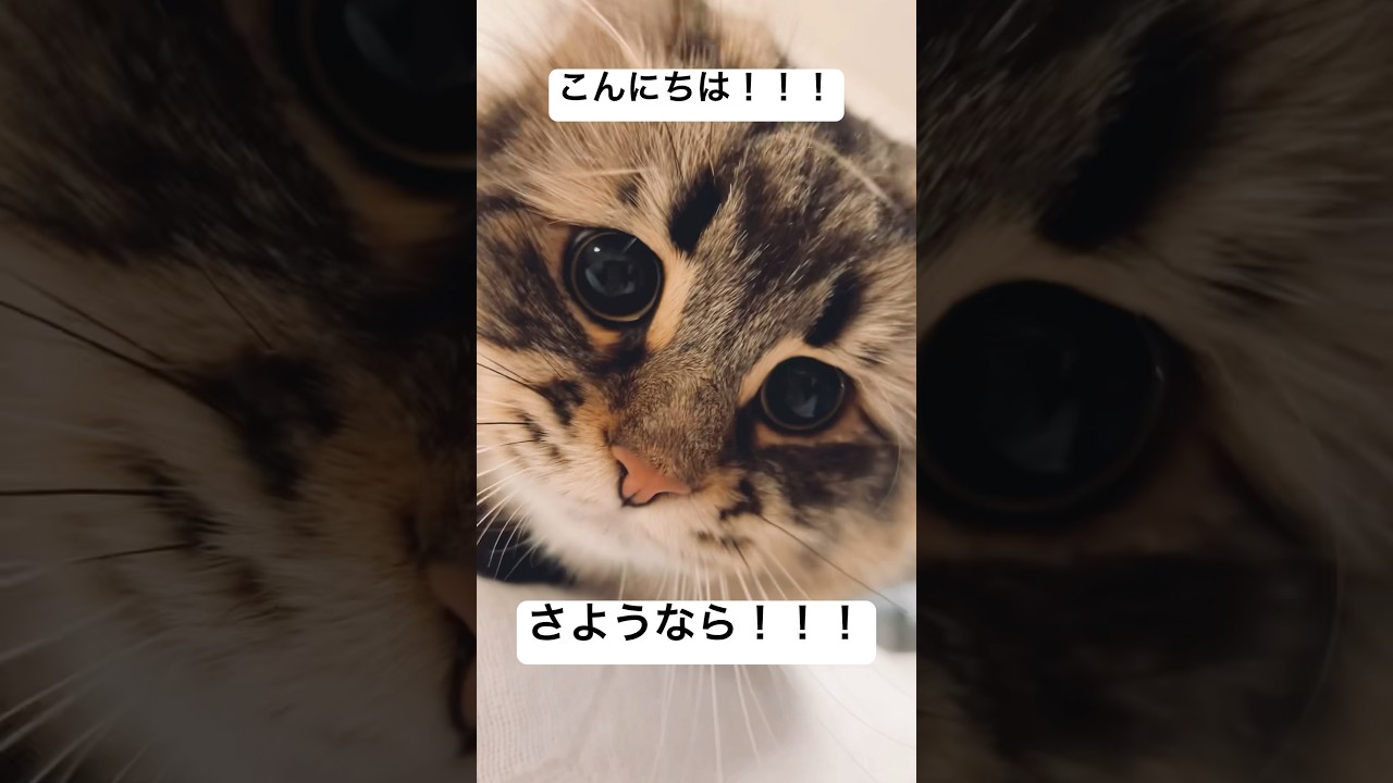 とびだせ挨拶 #猫 #サイベリアン